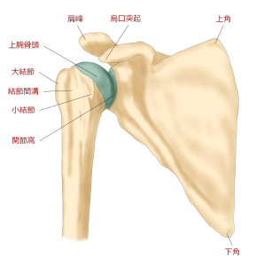 肩関節2